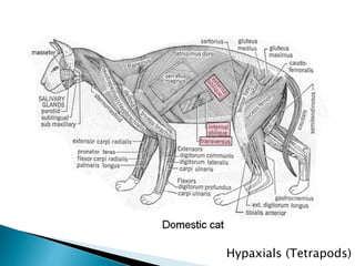 Hypaxials (Tetrapods)
 