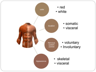 color
• red
• white
location
• somatic
• visceral
Nervous
system
control
• voluntary
• Involuntary
Appearance
• skeletal
• visceral
 