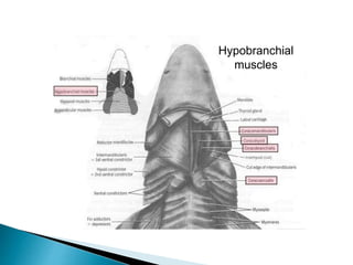Hypobranchial
muscles
 