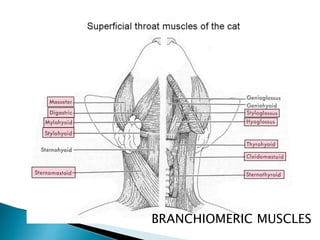 BRANCHIOMERIC MUSCLES
 