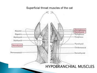 HYPOBRANCHIAL MUSCLES
 