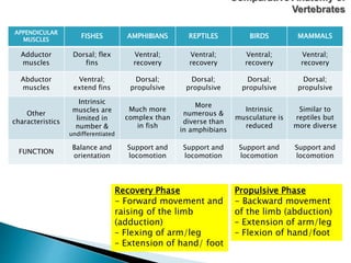 APPENDICULAR
MUSCLES
FISHES AMPHIBIANS REPTILES BIRDS MAMMALS
Adductor
muscles
Dorsal; flex
fins
Ventral;
recovery
Ventral;
recovery
Ventral;
recovery
Ventral;
recovery
Abductor
muscles
Ventral;
extend fins
Dorsal;
propulsive
Dorsal;
propulsive
Dorsal;
propulsive
Dorsal;
propulsive
Other
characteristics
Intrinsic
muscles are
limited in
number &
undifferentiated
Much more
complex than
in fish
More
numerous &
diverse than
in amphibians
Intrinsic
musculature is
reduced
Similar to
reptiles but
more diverse
FUNCTION
Balance and
orientation
Support and
locomotion
Support and
locomotion
Support and
locomotion
Support and
locomotion
Comparative Anatomy of
Vertebrates
Recovery Phase
- Forward movement and
raising of the limb
(adduction)
– Flexing of arm/leg
– Extension of hand/ foot
Propulsive Phase
- Backward movement
of the limb (abduction)
– Extension of arm/leg
– Flexion of hand/foot
 