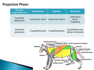 Muscles
responsible for
Amphibians Reptiles Mammals
Forelimb
abduction
Latissimus dorsi Latissimus dorsi
Latissimus
dorsi;
Trapezius
Hindlimb
abduction
Caudofemoralis Caudofemoralis
Caudofemoralis;
Biceps femoralis
Propulsive Phase:
 