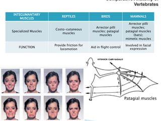INTEGUMANTARY
MUSCLES
REPTILES BIRDS MAMMALS
Specialized Muscles
Costo-cutaneous
muscles
Arrector pilli
muscles; patagial
muscles
Arrector pilli
muscles;
patagial muscles
(bats);
mimetic muscles
FUNCTION
Provide friction for
locomotion
Aid in flight control
Involved in facial
expression
Comparative Anatomy of
Vertebrates
Patagial muscles
 