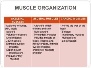 MUSCLE ORGANIZATION
SKELETAL
MUSCLES
VISCERAL MUSCLES CARDIAC MUSCLES
- Attaches to bones,
skin, fascia
- Striated
- Voluntary muscles
- Axial muscles
- Jaw muscles
- Extrinsic eyeball
muscles
- Appendicular
musculature
- Integumentary
muscles
- Attached to hair
follicles and skin
- Non-striated
- Involuntary muscles
- Includes muscle of
tubes, vessels and
hollow organs, intrinsic
eyeball muscles,
erectors of feathers
and hair
- Forms the wall of the
heart
- Striated
- Involuntary muscles
- Myocardium
- Electropaxes
 