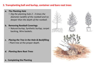 Rootball Trees Tree Transplanting | PPTX