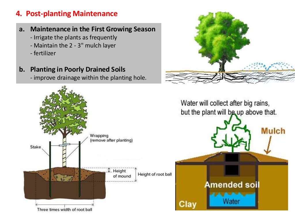 Tree Transplanting