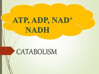 ATP, ADP, NAD+
NADH
CATABOLISM
 
