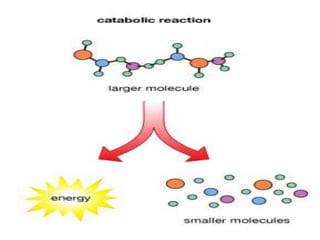(Group3)atp adp-nad-nadh catabolism
