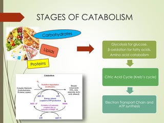 STAGES OF CATABOLISM
Glycolysis for glucose,
β-oxidation for fatty acids,
Amino acid catabolism
Citric Acid Cycle (Kreb’s cycle)
Electron Transport Chain and
ATP synthesis
 