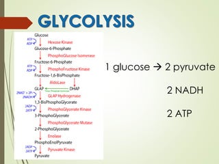 1 glucose  2 pyruvate
2 NADH
2 ATP
 