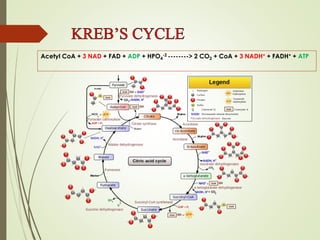 Acetyl CoA + 3 NAD + FAD + ADP + HPO4
-2 --------> 2 CO2 + CoA + 3 NADH+ + FADH+ + ATP
 