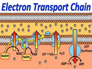 (Group3)atp adp-nad-nadh catabolism