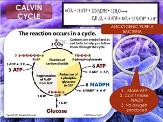 CALVIN
CYCLE
1. Make ATP
2. Can’t make
NADH
3. No oxygen
produced
ANOXYGENIC PURPLE
BACTERIA
 