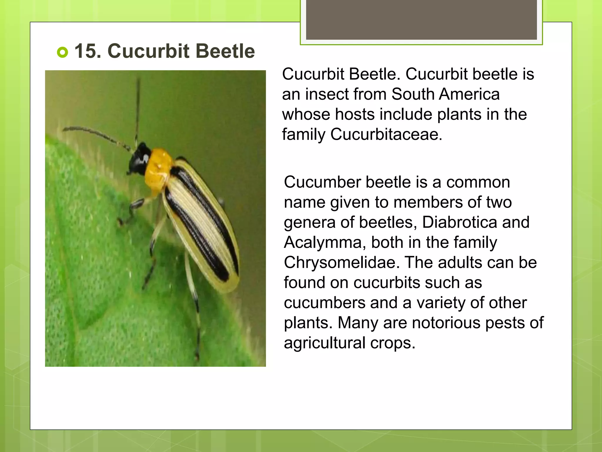 Cukes Insect Injury Group 3 OAP- COMMON PESTS.pptx | Beekeeping | Hobbies & Interests