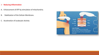  Reducing Inflammation
A. Enhancement of ATP by stimulation of mitochondria.
B. Stabilization of the Cellular Membrane.
C. Acceleration of Leukocytic Activity
 