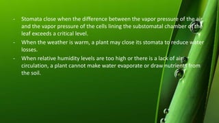 - Stomata close when the difference between the vapor pressure of the air
and the vapor pressure of the cells lining the substomatal chamber of the
leaf exceeds a critical level.
- When the weather is warm, a plant may close its stomata to reduce water
losses.
- When relative humidity levels are too high or there is a lack of air
circulation, a plant cannot make water evaporate or draw nutrients from
the soil.
 