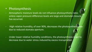 • Photosynthesis
- Atmospheric moisture levels do not influence photosynthetic rates
unless vapor pressure difference levels are large and stomatal closure
has occurred.
- High relative humidity, of over 90%, decreases the photosynthesis rate
due to reduced stomata aperture.
- Under lower relative humidity conditions, the photosynthesis is apt to
decrease due to water stress induced by excess transpiration
 