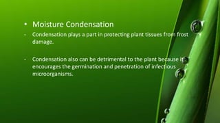 • Moisture Condensation
- Condensation plays a part in protecting plant tissues from frost
damage.
- Condensation also can be detrimental to the plant because it
encourages the germination and penetration of infectious
microorganisms.
 