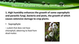 Effect of Relative Humidity on Plant Growth
1. High humidity enhances the growth of some saprophytic
and parasitic fungi, bacteria and pests, the growth of which
causes extensive damage to crop plants.
• Saprophyte
- a plant that does not have
chlorophyll, obtaining its food from
dead matter.
 