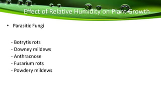 Effect of Relative Humidity on Plant Growth
• Parasitic Fungi
- Botrytis rots
- Downey mildews
- Anthracnose
- Fusarium rots
- Powdery mildews
 
