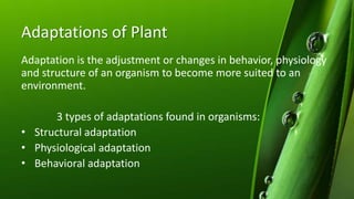 Adaptations of Plant
Adaptation is the adjustment or changes in behavior, physiology
and structure of an organism to become more suited to an
environment.
3 types of adaptations found in organisms:
• Structural adaptation
• Physiological adaptation
• Behavioral adaptation
 