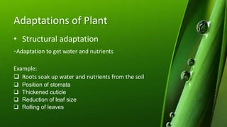 Adaptations of Plant
• Structural adaptation
-Adaptation to get water and nutrients
Example:
 Roots soak up water and nutrients from the soil
 Position of stomata
 Thickened cuticle
 Reduction of leaf size
 Rolling of leaves
 