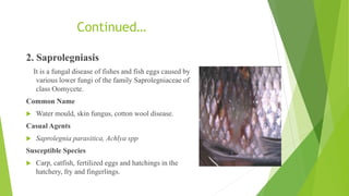 fungal disease | PPTX