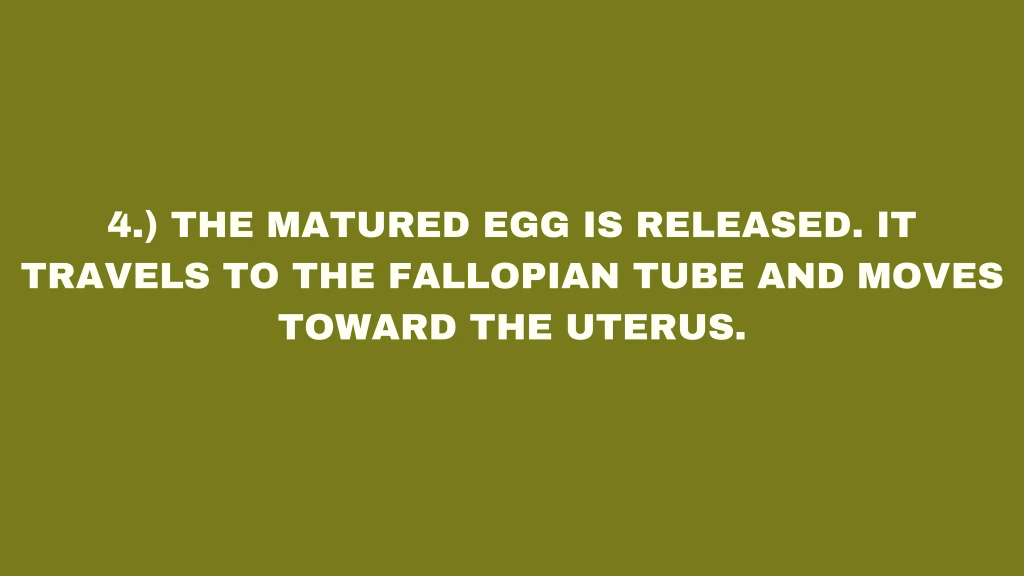 4.) THE MATURED EGG IS RELEASED. IT
TRAVELS TO THE FALLOPIAN TUBE AND MOVES
TOWARD THE UTERUS.
 