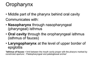 Oropharynx
• Middle part of the pharynx behind oral cavity
Communicates with:
• Nasopharynx through nasopharyngeal
(pharyngeal) isthmus
• Oral cavity through the oropharyngeal isthmus
(isthmus of fauces)
• Laryngopharynx at the level of upper border of
epiglottis
“Isthmus of fauces = limit between the mouth cavity proper with the pharynx marked by
constricted aperture Palatopharyngeal and palatoglossal arches”
 