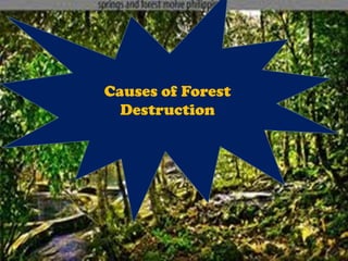 Causes of Forest
  Destruction
 