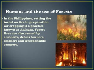  In the Philippines, setting the
  forest on fire in preparation
  for cropping is a practice
  known as kaingan. Forest
  fires are also caused by
  arsonists, debris burners,
  smokers and irresponsible
  campers.
 