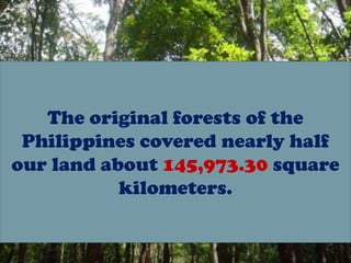 The original forests of the
 Philippines covered nearly half
our land about 145,973.30 square
           kilometers.
 