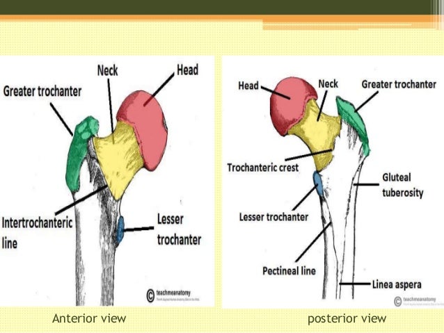 Anatomy of lower extremities
