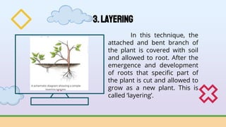 Planting Methods Layering AGR23 Planting Materials.pptx