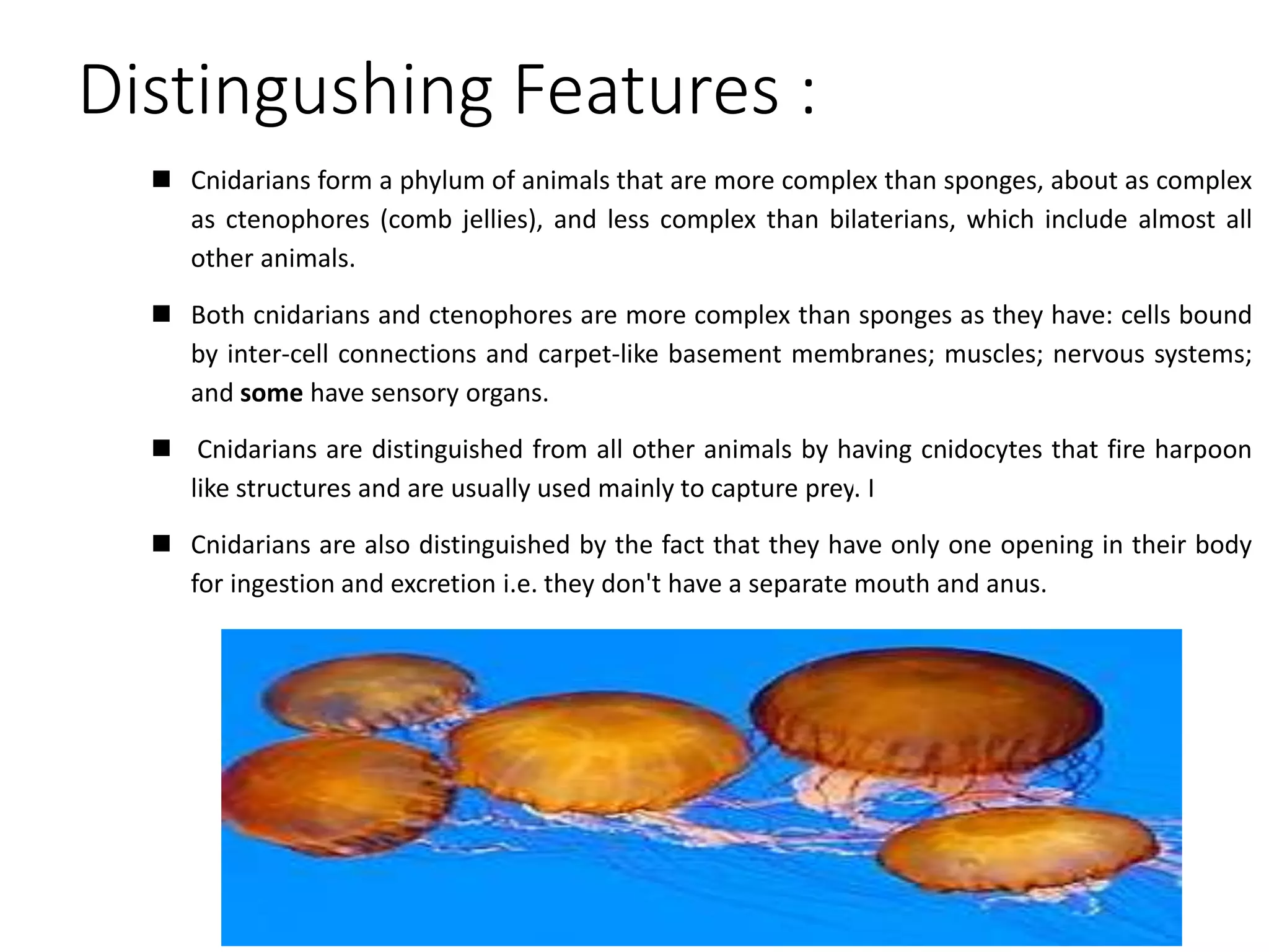 Distingushing Features :
 Cnidarians form a phylum of animals that are more complex than sponges, about as complex
as ctenophores (comb jellies), and less complex than bilaterians, which include almost all
other animals.
 Both cnidarians and ctenophores are more complex than sponges as they have: cells bound
by inter-cell connections and carpet-like basement membranes; muscles; nervous systems;
and some have sensory organs.
 Cnidarians are distinguished from all other animals by having cnidocytes that fire harpoon
like structures and are usually used mainly to capture prey. I
 Cnidarians are also distinguished by the fact that they have only one opening in their body
for ingestion and excretion i.e. they don't have a separate mouth and anus.
 
