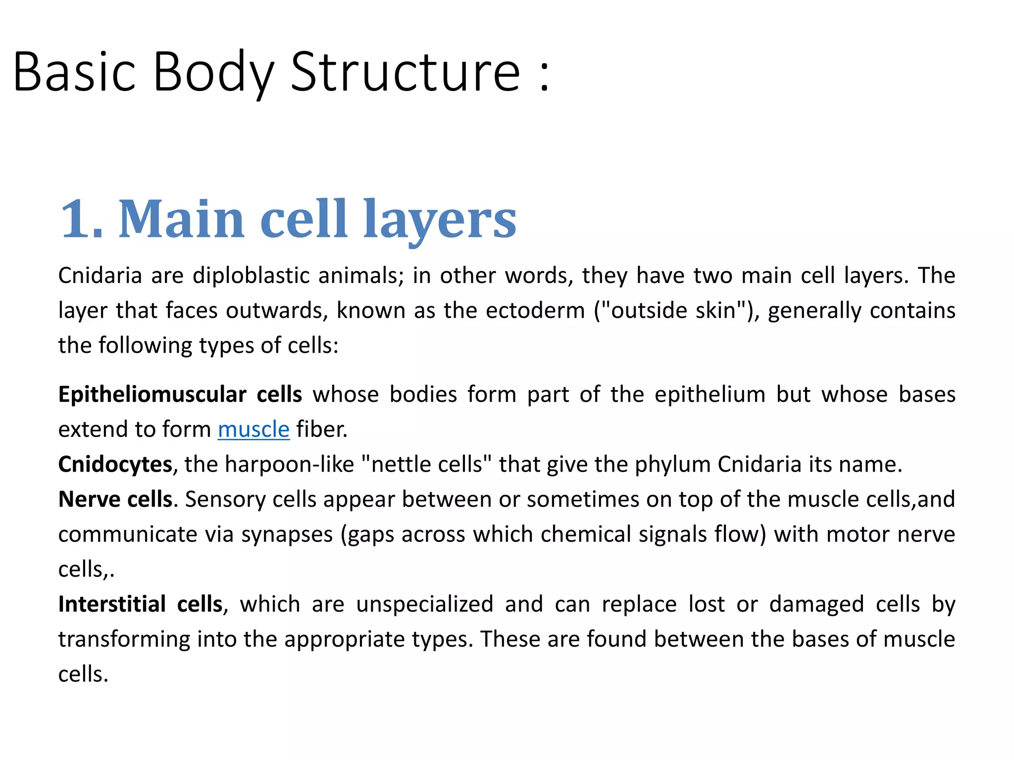 Basic Body Structure :
1. Main cell layers
Cnidaria are diploblastic animals; in other words, they have two main cell layers. The
layer that faces outwards, known as the ectoderm ("outside skin"), generally contains
the following types of cells:
Epitheliomuscular cells whose bodies form part of the epithelium but whose bases
extend to form muscle fiber.
Cnidocytes, the harpoon-like "nettle cells" that give the phylum Cnidaria its name.
Nerve cells. Sensory cells appear between or sometimes on top of the muscle cells,and
communicate via synapses (gaps across which chemical signals flow) with motor nerve
cells,.
Interstitial cells, which are unspecialized and can replace lost or damaged cells by
transforming into the appropriate types. These are found between the bases of muscle
cells.
 