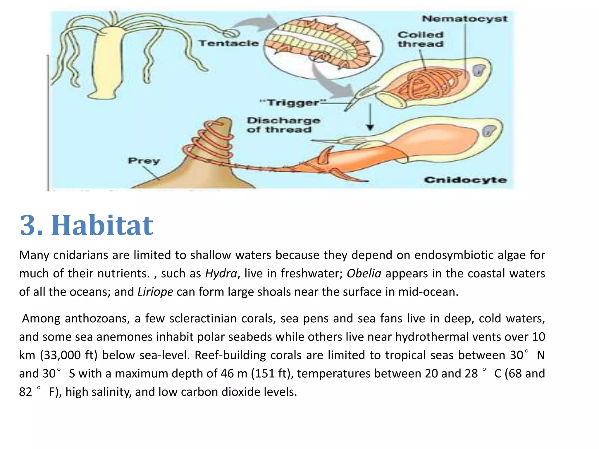 3. Habitat
Many cnidarians are limited to shallow waters because they depend on endosymbiotic algae for
much of their nutrients. , such as Hydra, live in freshwater; Obelia appears in the coastal waters
of all the oceans; and Liriope can form large shoals near the surface in mid-ocean.
Among anthozoans, a few scleractinian corals, sea pens and sea fans live in deep, cold waters,
and some sea anemones inhabit polar seabeds while others live near hydrothermal vents over 10
km (33,000 ft) below sea-level. Reef-building corals are limited to tropical seas between 30°N
and 30°S with a maximum depth of 46 m (151 ft), temperatures between 20 and 28 °C (68 and
82 °F), high salinity, and low carbon dioxide levels.
 