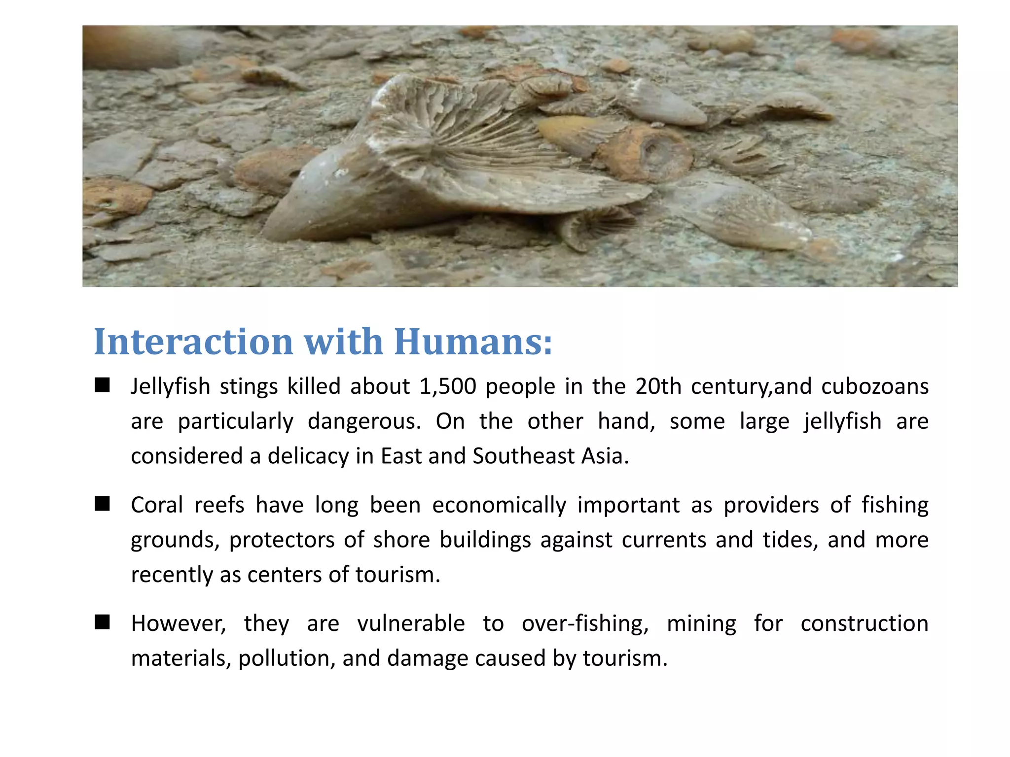 Interaction with Humans:
 Jellyfish stings killed about 1,500 people in the 20th century,and cubozoans
are particularly dangerous. On the other hand, some large jellyfish are
considered a delicacy in East and Southeast Asia.
 Coral reefs have long been economically important as providers of fishing
grounds, protectors of shore buildings against currents and tides, and more
recently as centers of tourism.
 However, they are vulnerable to over-fishing, mining for construction
materials, pollution, and damage caused by tourism.
 