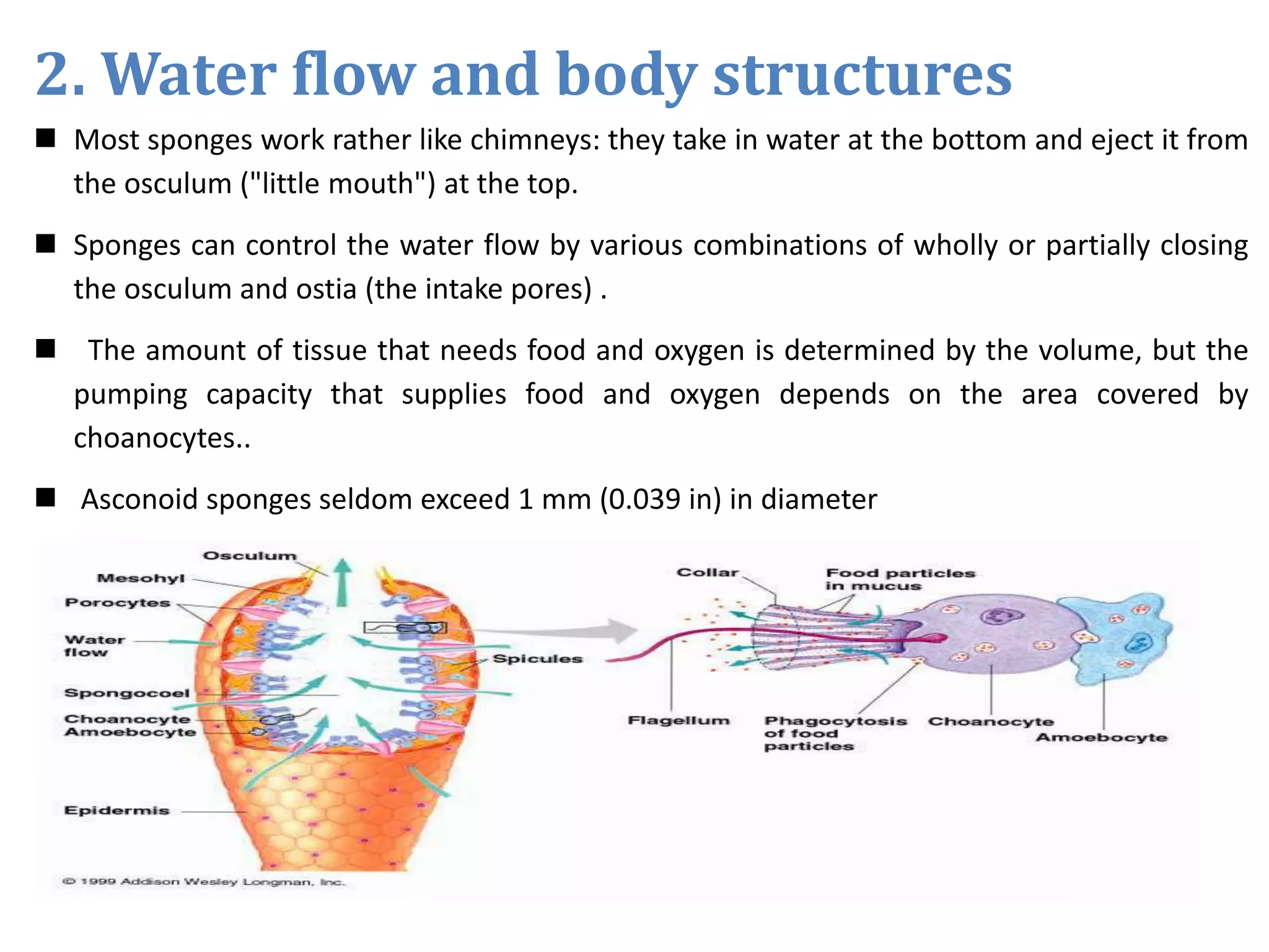 2. Water flow and body structures
 Most sponges work rather like chimneys: they take in water at the bottom and eject it from
the osculum ("little mouth") at the top.
 Sponges can control the water flow by various combinations of wholly or partially closing
the osculum and ostia (the intake pores) .
 The amount of tissue that needs food and oxygen is determined by the volume, but the
pumping capacity that supplies food and oxygen depends on the area covered by
choanocytes..
 Asconoid sponges seldom exceed 1 mm (0.039 in) in diameter
 