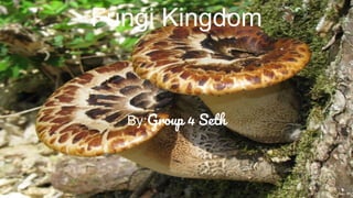 Fungi Kingdom
By:Group 4 Seth
 