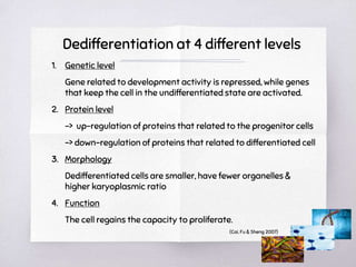 Induced Pluripotent Stem Cell & Cell Dedifferentiation: The ...