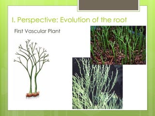 The Root Grows First ROOTS | PPTX