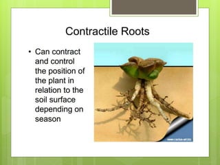 Contractile Roots