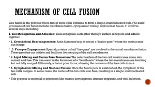 Cell fusion in Detail (History, mechanism, methods and applications) | PPTX