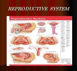 REPRODUCTIVE  SYSTEM 