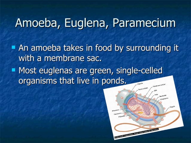 Single-celled Organism