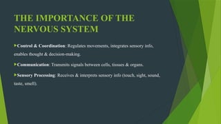 Simple PowerPoint on nervous system for nursing students | PPTX