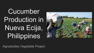 Cucumber
Production in
Nueva Ecija,
Philippines
Agrostudies Vegetable Project
 