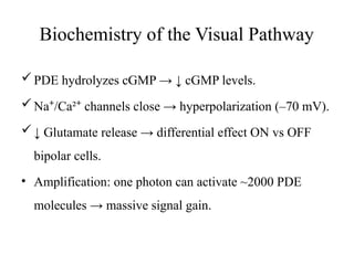 On Off Visual GROUP 4, VISUAL PATHWAY PHYSIOLOGY EYE.pptx
